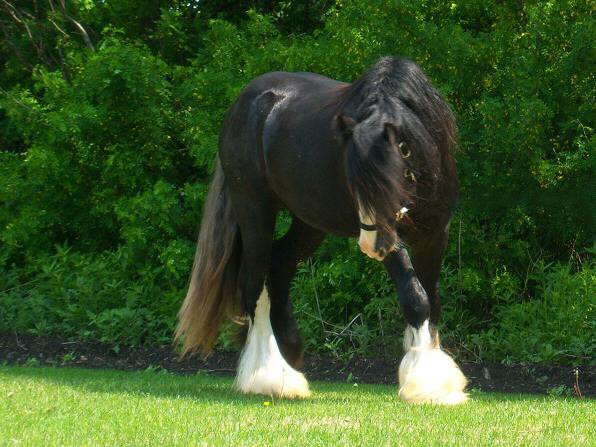 The Captured Horses Black_hawke02