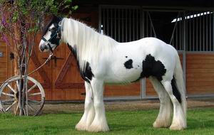 First are studs (to where it says mare) are studs then a mix Wisdom_stallions_page_a