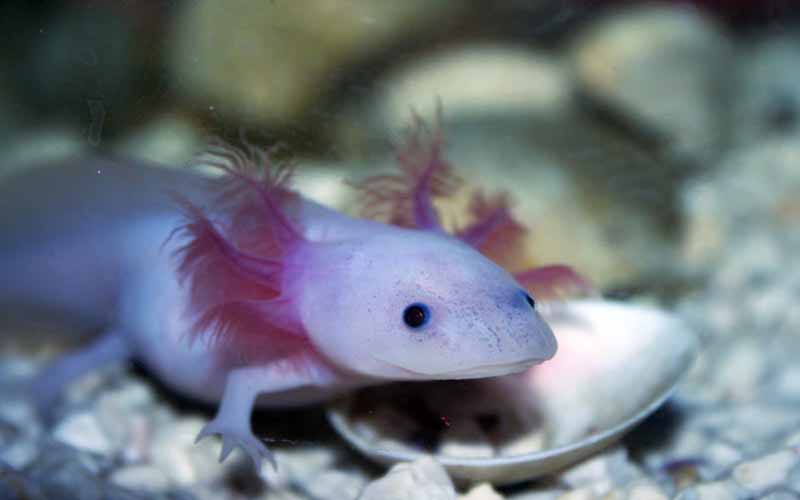 صور وتقرير كامل عن السمندل المائي 2013 Axolotl