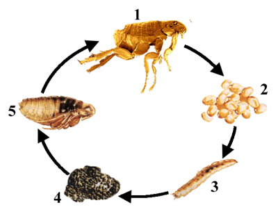 حلقــات العلـم والإيمــان للعالـم الدكتور "مصطفـى محمـو Fesem_flealifecycle