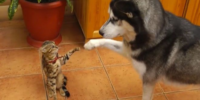 les chats sont des guérisseurs holistiques Husky-chat