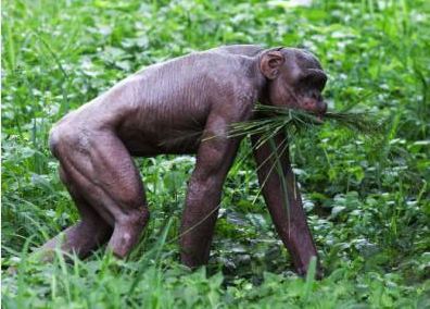 Naked Chimp Reminds Us of Ourselves Naked_chimp