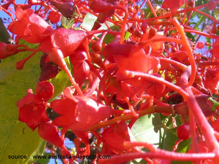 Arbre de Martine 3/04 trouvé par Ajonc Brachychiton_acerifolius07700x525