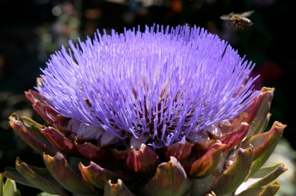 زهرة جميلة جدااااااااااا بس للأسف كلنا بنحب ناكلها  Artichoke-Flower