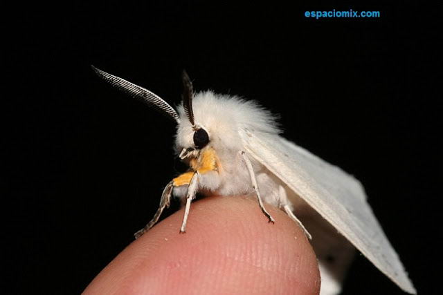 Poodle-Moth (Polilla Caniche) 0