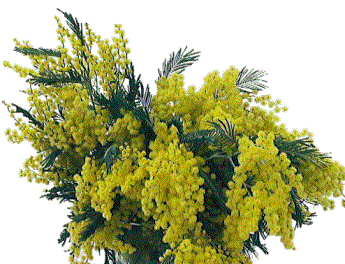 Festa delle donne. Mimosa