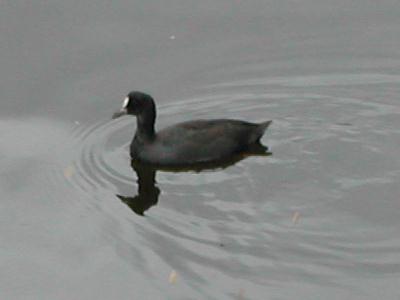 un oiseau aquatique Foulque_macroule