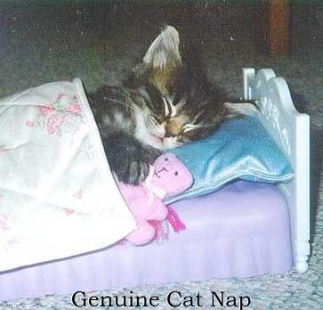 عشبة نعناع القطط Zzzzzzgenuine-cat-nap