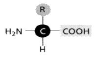 (UERJ) Importaante biomolécula UEMG%20-%202006.1%20-%20q73