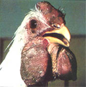 باستيريلا الطيور Avian Pasteurellosis Fowl