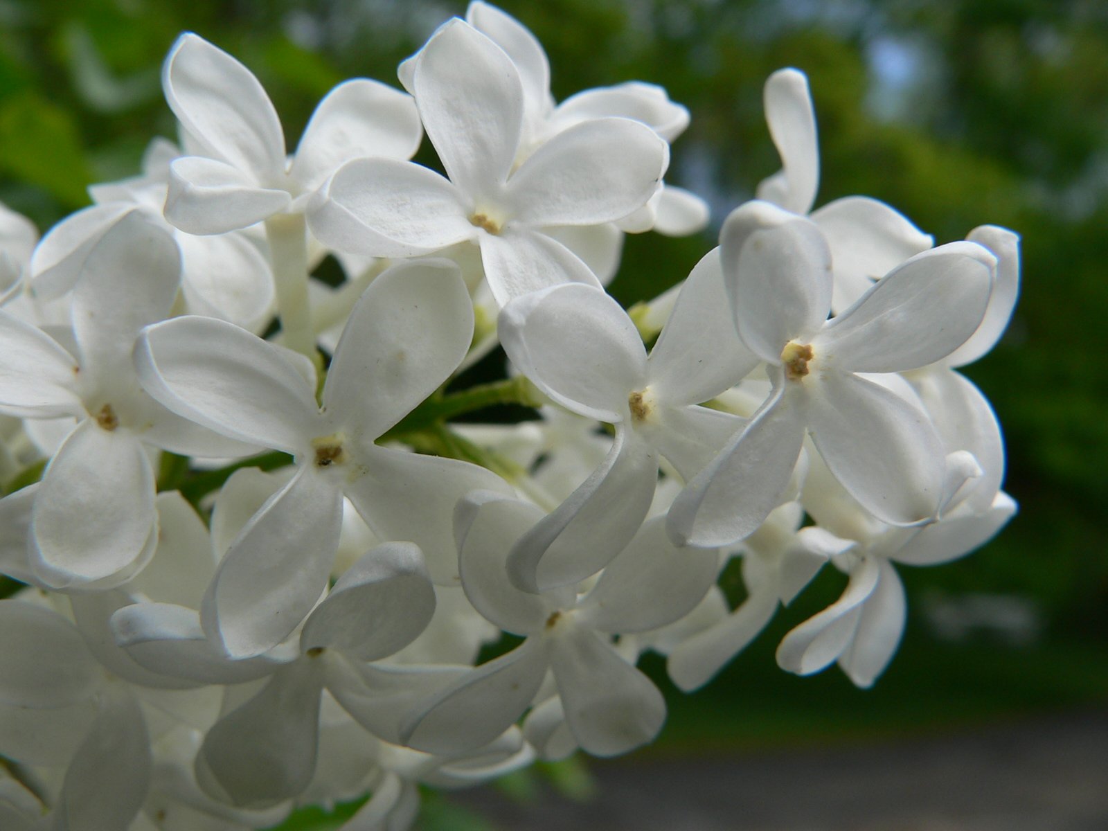 IMAGES TO NOURISH THE SPIRIT AND TOUCH THE HEART - Page 6 Lilacs-white2-748289