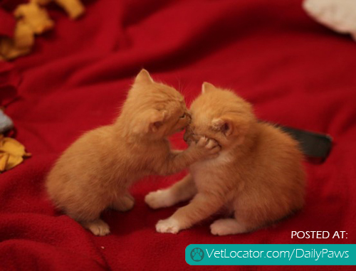 أحرف بخطٍ أحمر ! Cute-kitty-kiss