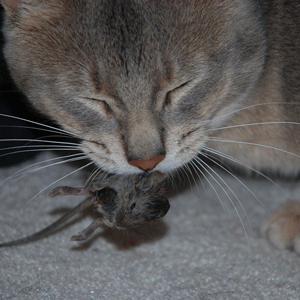 Trois petits points... Chat-souris-6