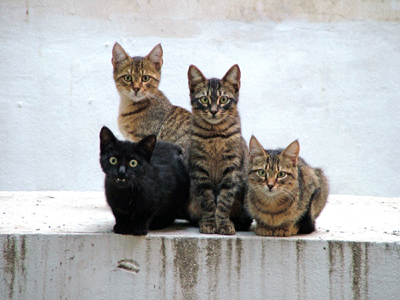 Pour Etoile des Vent !  Colonie-chats-2