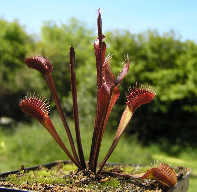 Dionaea "Red Fused Petiole" RFP