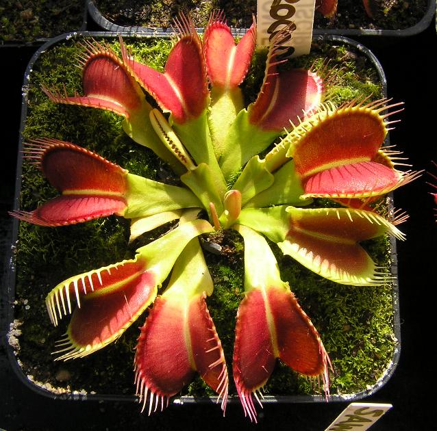 Dionaea "Crocodile" Mrcrocodile