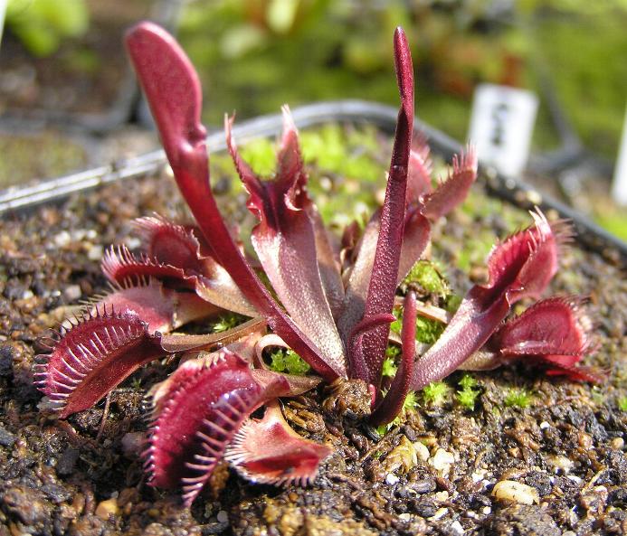 Dionaea "Red Fused Petiole" RedfusedpetioleF04