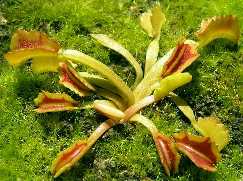 Dionaea Muscipula "CULTIVARES" Wackybartsm