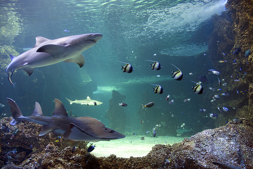 "Nuestro destino esta escrito....aun  antes de nacer" (A.C.) - Página 3 Acuario-sidney