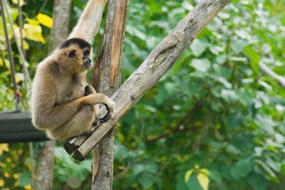 EL HILO DE LOS AMIGUETES XII - Página 25 Zoo-guadalajara-monos