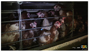 La viande, un concentré de souffrance Poules-pondeuses-cage-batterie