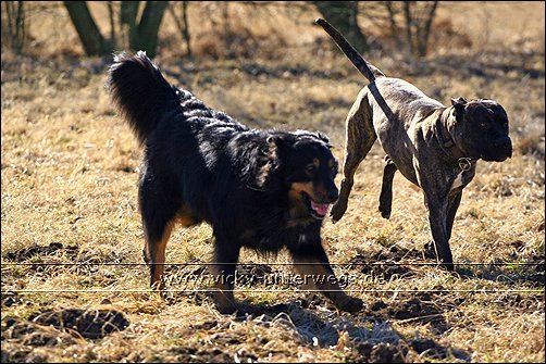 Quelques photos de mon chien et mon entourage :) 08_02_17_Spaziergang020