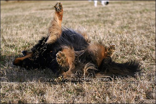 Quelques photos de mon chien et mon entourage :) 08_03_09_Spaziergang042