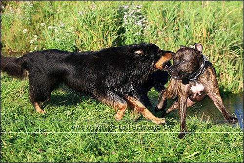 Quelques photos de mon chien et mon entourage :) 08_08_05_Spaziergang174