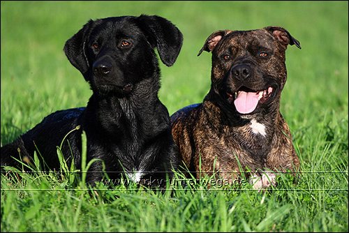 Quelques photos de mon chien et mon entourage :) 08_08_05_Spaziergang264