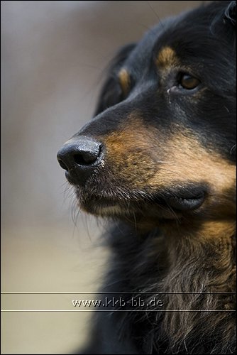 Quelques photos de mon chien et mon entourage :) 09_03_14_Fotokurs10