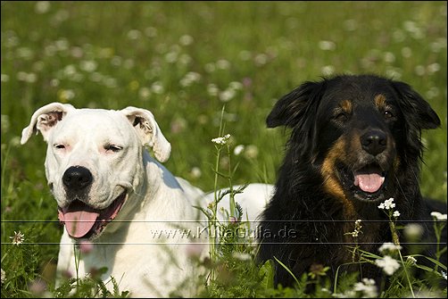 Quelques photos de mon chien et mon entourage :) 09_08_05_Franzi_Flake178