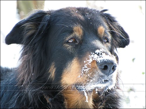 Quelques photos de mon chien et mon entourage :) 10_01_27_Wald62