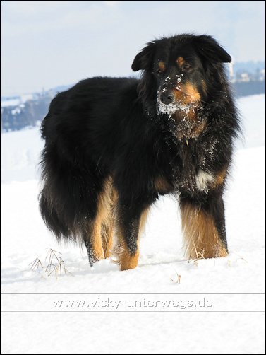 Quelques photos de mon chien et mon entourage :) 10_01_31_Spaziergang20