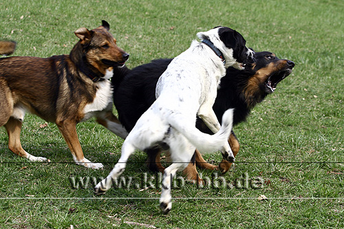 Quelques photos de mon chien et mon entourage :) 07_04_07_Spaziergang130