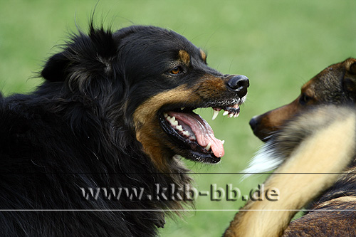 Quelques photos de mon chien et mon entourage :) 07_04_07_Spaziergang167