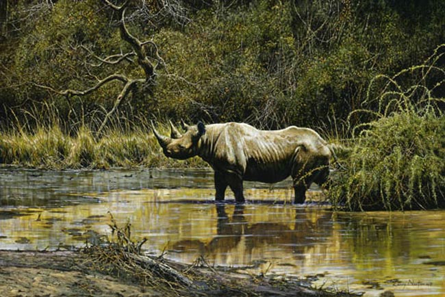 جولة سياحية  رائعة وشاملة في جنوب افريقيا- Large-zululand-black-rhino