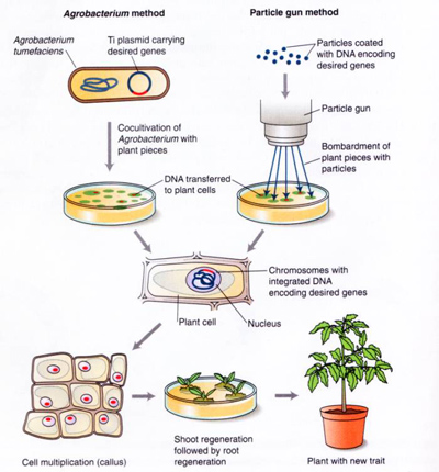  The "Primeval Code": The ecological alternative to controversial genetic engineering  Morgellons.agro