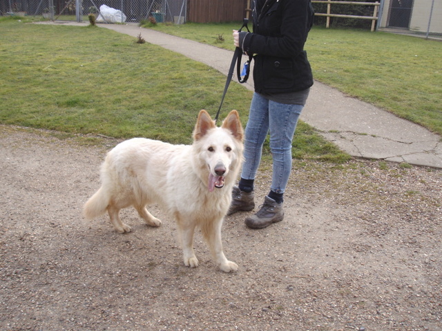 Ella - 2 years old long haired friendly white girl Homed P618