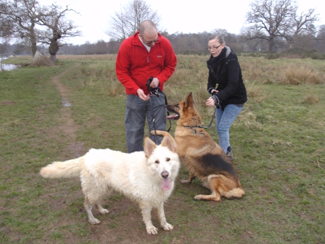 Ella - 2 years old long haired friendly white girl Homed P620