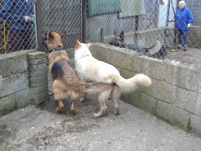 Ella - 2 years old long haired friendly white girl Homed P621