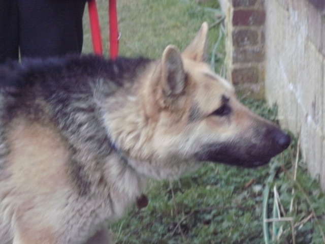 Bingu 2 yrs old, handsome black & tan, good with horses! P628