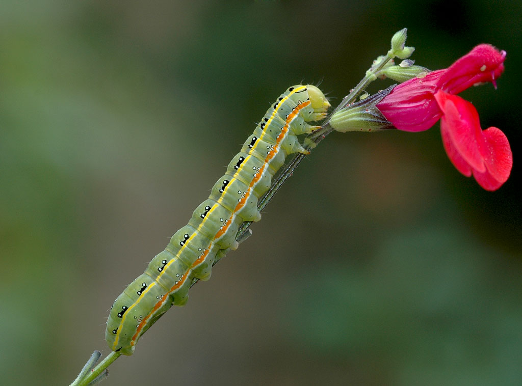 chenille sur chou en fleurs Chenillechou2