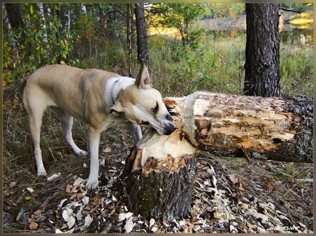 Le topic des images drôles Chien-castor