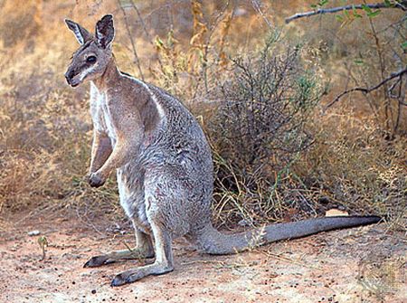  Animaux:  Emblème de pays Kangourou