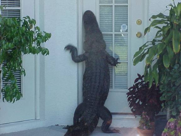 عالم التماسيح والثعابين Alligator-floride