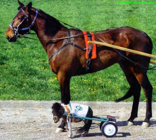 Photos gags d'animaux! Chevaux-de-course