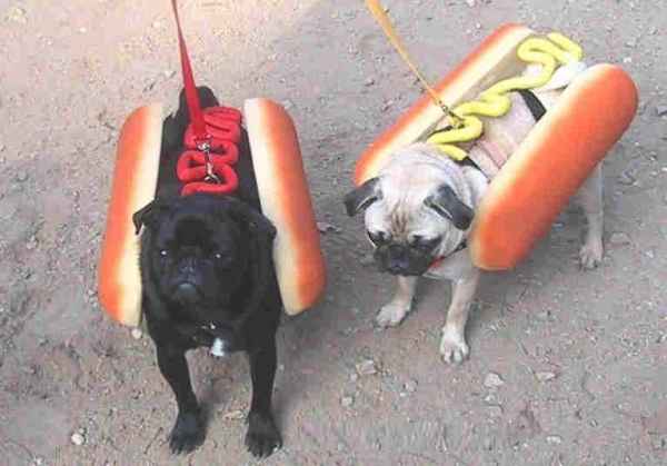 Animaux en photo, en images - Page 2 Chiens_HotDogs