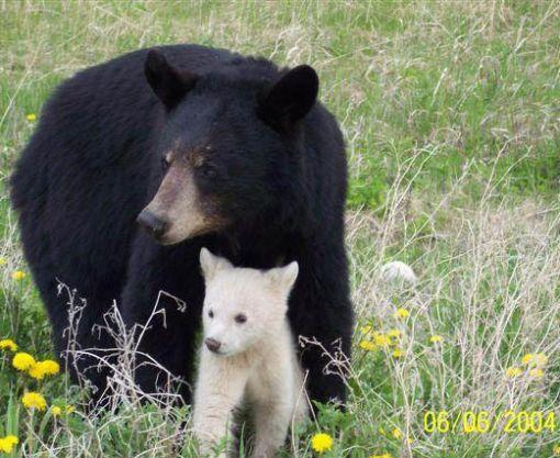 topic spcial, Fanfan la Dolce Vita, ddi ... aux ours blancs ... ou bruns ! Adoption-ours