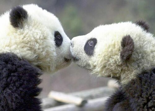 Les pandas  (fallait si attendre de ma part^^) Amour-pandas