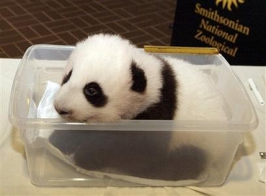 je veux une image Bebe-pandas